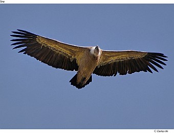 Animali 012